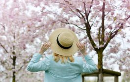 بهترین مکانهای کانادا برای دیدن شکوفه های گیلاس