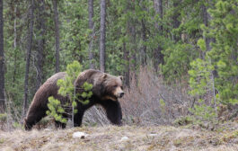 حمله خرس در پارک ملی بنف دو کشته برجای گذاشت