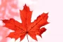10 اشتباهی که به عنوان یک تازه وارد به کانادا باید از آنها اجتناب کرد