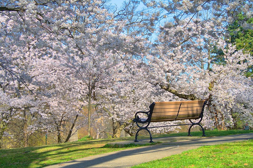 برای تماشای شکوفه‌های گیلاس به های‌پارک تورنتو بروید